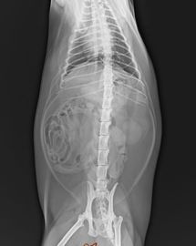 Hapus Konida X Ray Dry Film, Fuji Medical Diagnostic Imaging